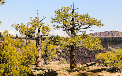 Trees at the Red Canyon Overlook along the Flaming Gorge Scenic Byway
