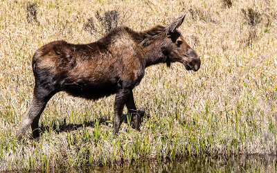 A female Moose near Timber Creek in Rocky Mountain National Park 
