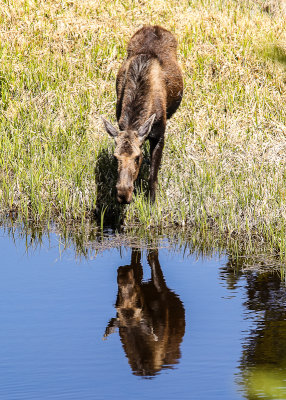 A Moose along the banks of the Colorado River in Rocky Mountain National Park