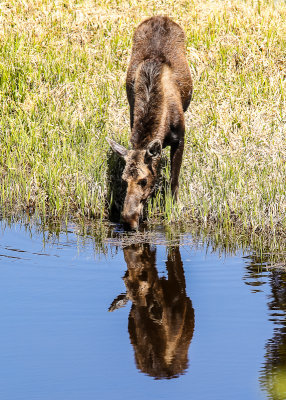 A Moose cow drinks from the Colorado River in Rocky Mountain National Park