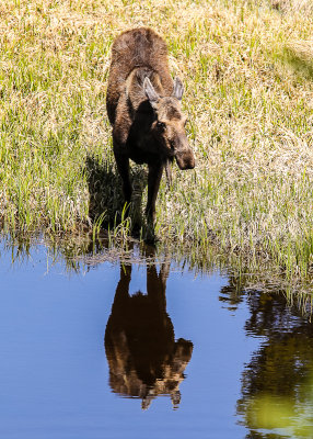A Moose reflected in the Colorado River in Rocky Mountain National Park