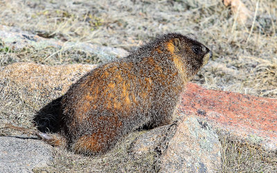 A Yellow-bellied Marmot near the highest point on the Trail Ridge Road in Rocky Mountain National Park