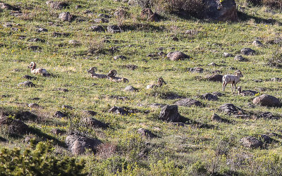 Five Bighorn Sheep and a baby on a hillside near the Alluvial Fan in Rocky Mountain National Park