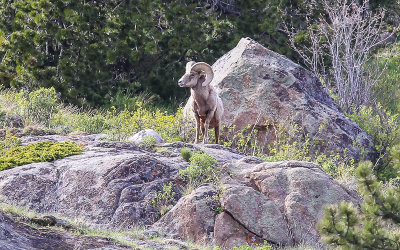 A Bighorn Sheep on the side of Bighorn Mountain in Rocky Mountain National Park
