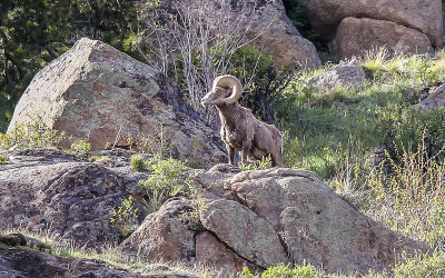 A large Bighorn Sheep ram near Bighorn Mountain in Rocky Mountain National Park