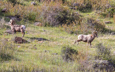 Two Bighorn Sheep in Rocky Mountain National Park