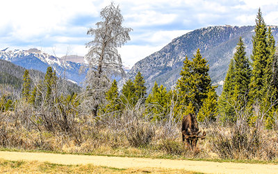 A young Bull Moose near the Bowen/Baker Trailhead in Rocky Mountain National Park