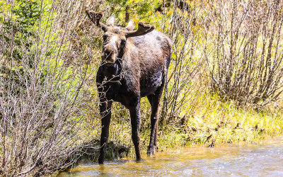 A young Bull Moose standing in the Colorado River in Rocky Mountain National Park