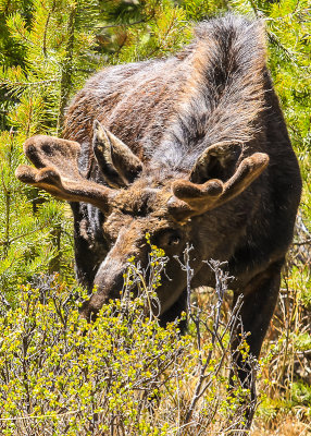 Young Bull Moose feeding in Rocky Mountain National Park