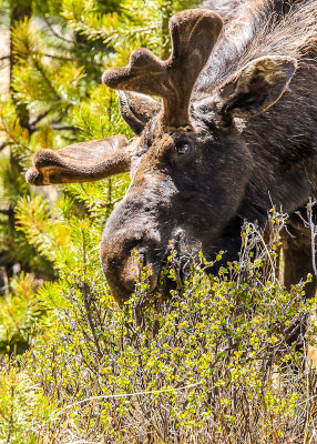 A Bull Moose feeding in Rocky Mountain National Park