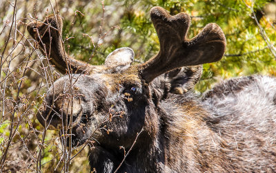 Young Bull Moose feeding in Rocky Mountain National Park