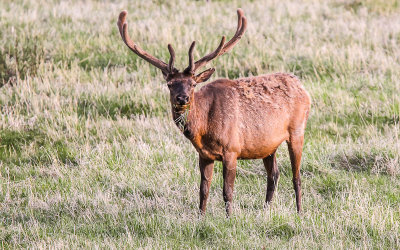 Elk grazing in a field near Sheep Lakes in Rocky Mountain National Park