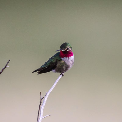 A Hummingbird on a roost in Rocky Mountain National Park