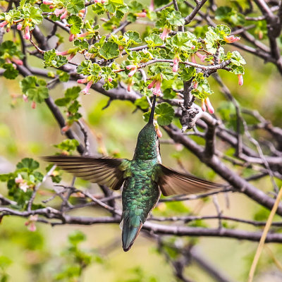 A Hummingbird feeding in Rocky Mountain National Park