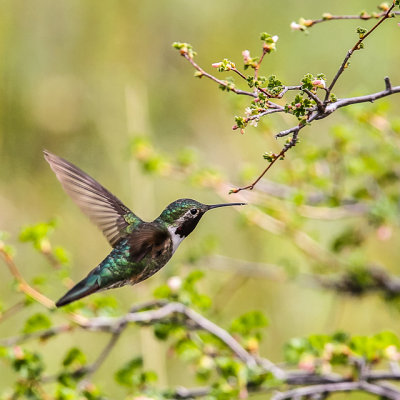 A Hummingbird in flight in Rocky Mountain National Park