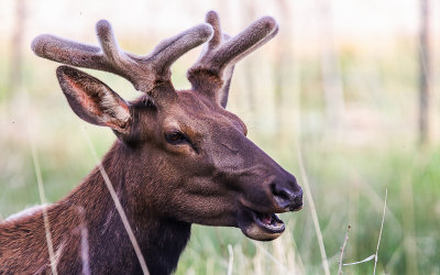 An Elk in Horseshoe Park in Rocky Mountain National Park