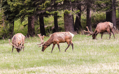 Elk grazing in West Horseshoe Park in Rocky Mountain National Park