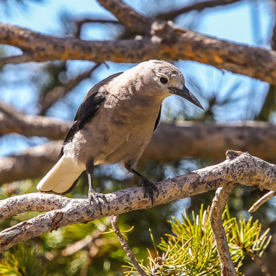 A Clarks Nutcracker at the Fairview Curve in Rocky Mountain National Park