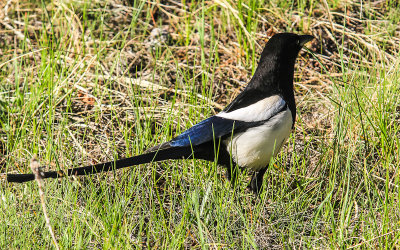 A black-billed Magpie in Rocky Mountain National Park