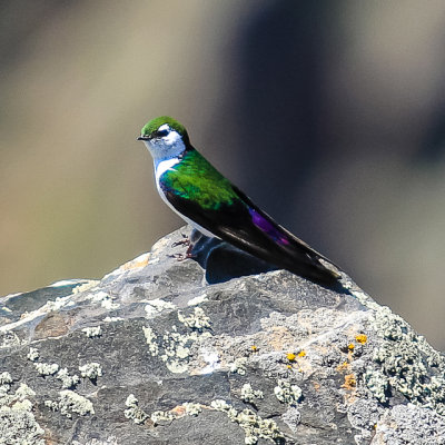 Colorful bird in Black Canyon of the Gunnison National Park