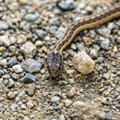 Small snake in Black Canyon of the Gunnison National Park