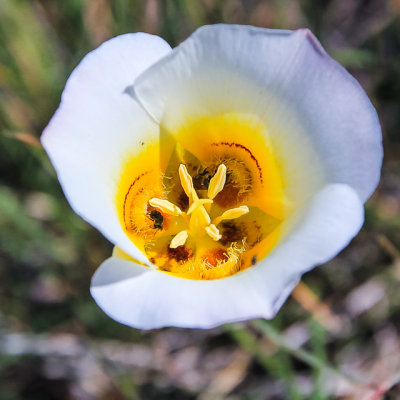 Flower in Black Canyon of the Gunnison National Park