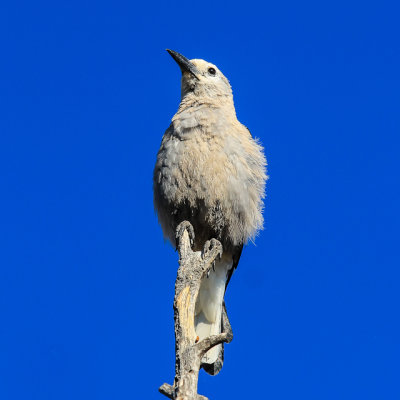 A Clarks Nutcracker in Black Canyon of the Gunnison National Park