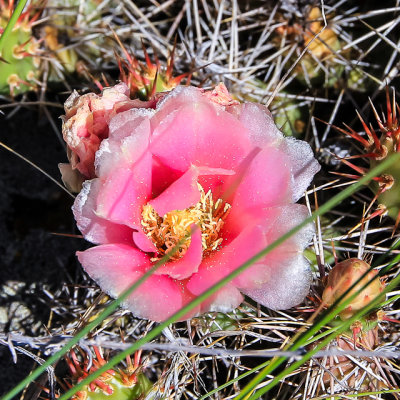 Cactus flower in Black Canyon of the Gunnison National Park
