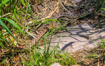 Gopher/Bullsnake along the Gunnison River in the East Portal area in Black Canyon of the Gunnison National Park
