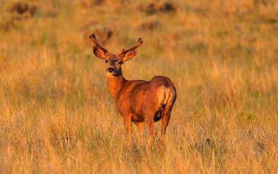Late afternoon sun on a buck in Great Sand Dunes National Park