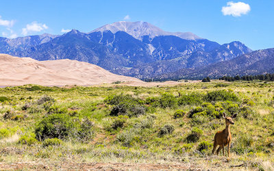A deer in front of the dunes and the Sangre de Cristo Mountains in Great Sand Dunes National Park