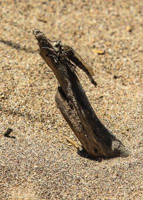 Insect along the Sand Pit Trail in Great Sand Dunes National Park