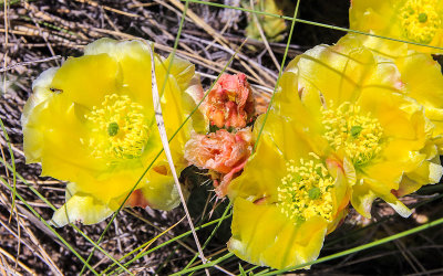 Cactus flowers in Great Sand Dunes National Park
