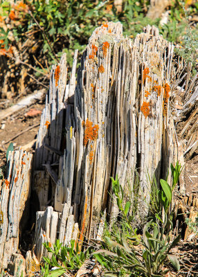 Close up of petrified redwood in Florissant Fossil Beds National Monument