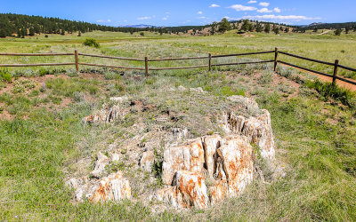 Stump on the Petrified Forest Loop Trail in Florissant Fossil Beds National Monument