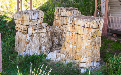 Three petrified Redwood stumps near the Visitor Center in Florissant Fossil Beds National Monument