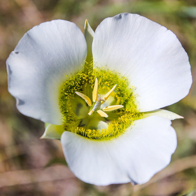Flower in Florissant Fossil Beds National Monument