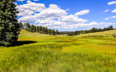 Meadow along the Boulder Creek Trail in Florissant Fossil Beds National Monument
