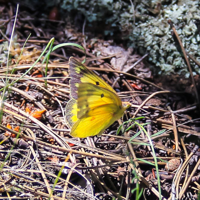 Butterfly along the Geologic Trail in Florissant Fossil Beds National Monument