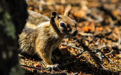 Chipmunk along the Boulder Creek Trail in Florissant Fossil Beds National Monument