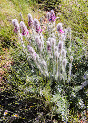 Milkvetch plant in Florissant Fossil Beds National Monument