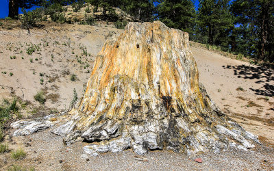 The Big Stump on the Petrified Forest Loop Trail in Florissant Fossil Beds National Monument