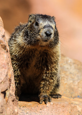 Yellowbellied Marmot in the rocks along the Pikes Peak Highway