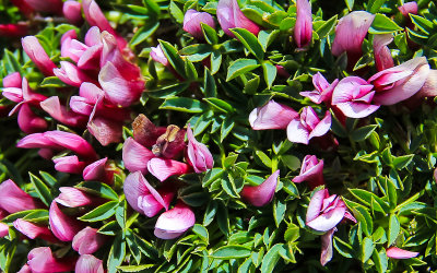 Flowers in the tundra along the Pikes Peak Highway