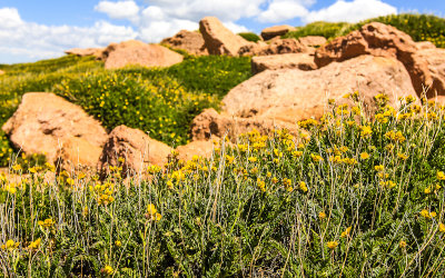 Tundra with flowers along the Pikes Peak Highway