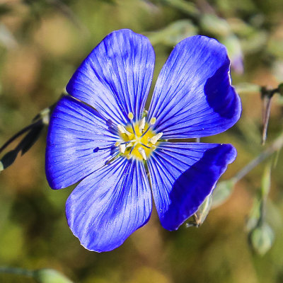 Flower along the Pikes Peak Highway