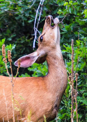 A deer feeds on tree leaves in the Garden of the Gods