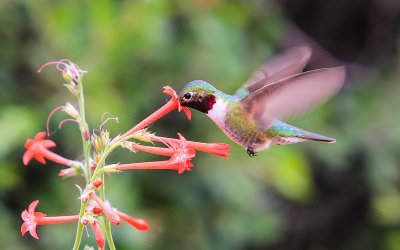 A hummingbird feeds in the Garden of the Gods