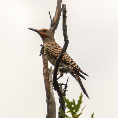 Woodpecker in the Garden of the Gods