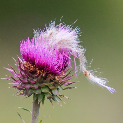 Colorado Thistle goes to seed in the Garden of the Gods